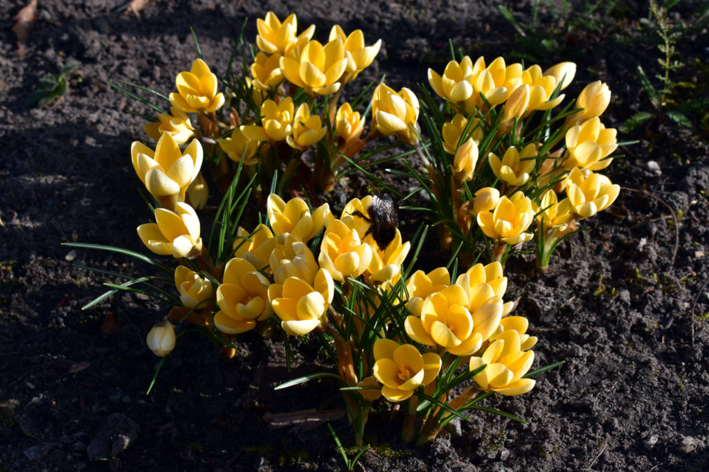 frühling krokusse