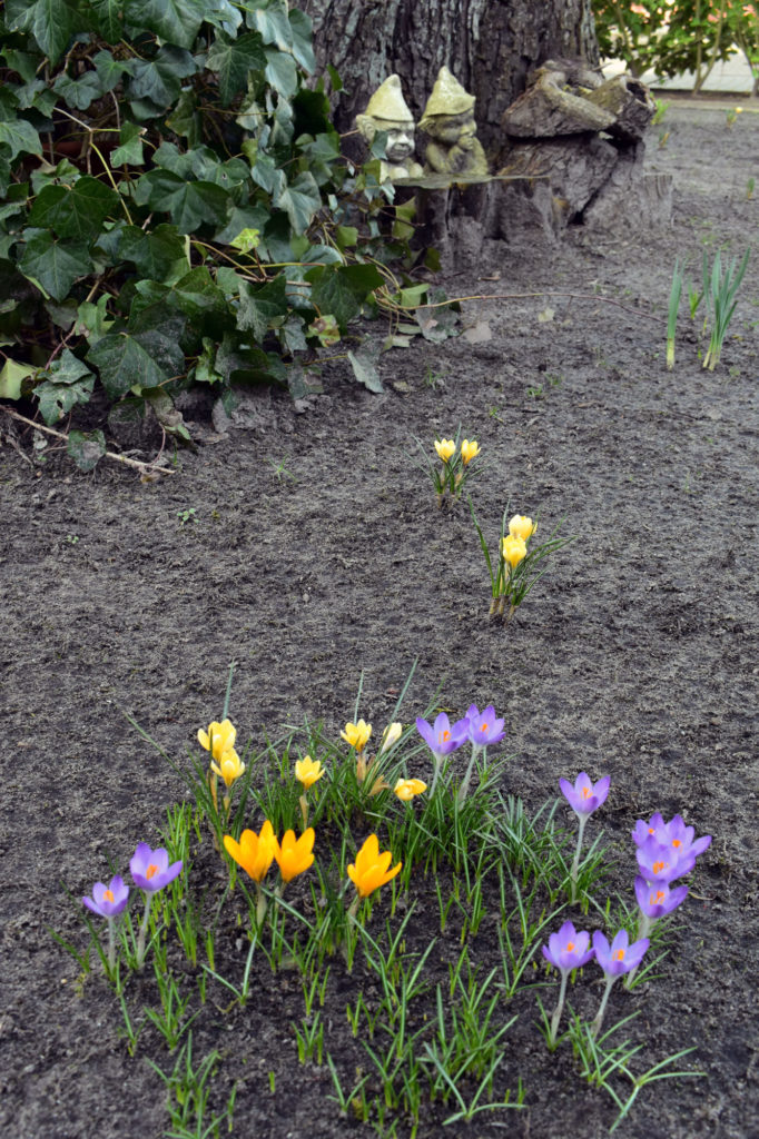 frühling krokusse gardendeko