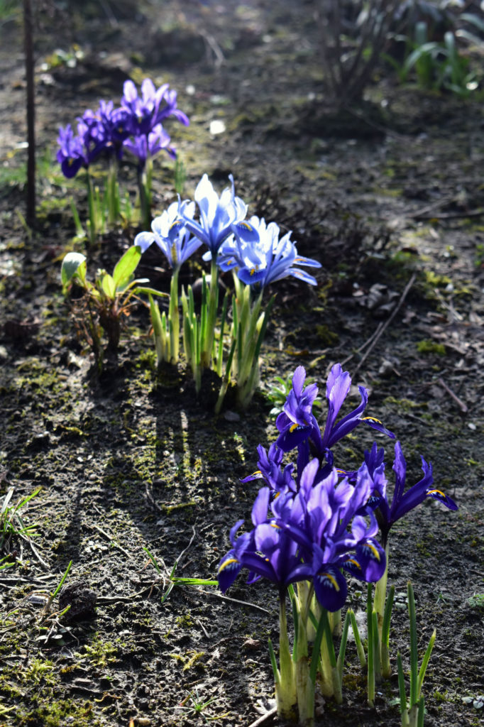 frühling krokusse