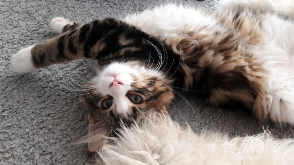 Fiete Maincoon Kater Katzenliebe