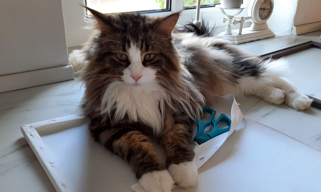 Fiete Maincoon Kater Katzenliebe