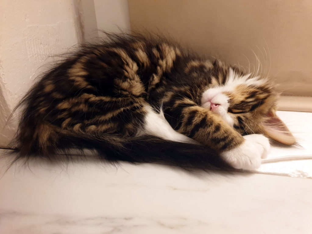 Fiete Maincoon Kater Katzenliebe