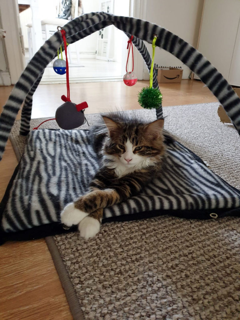 Fiete Maincoon Kater Katzenliebe